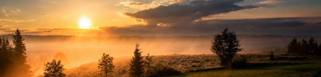 trees under cloudy sky during sunset