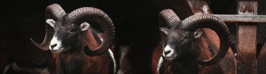 A couple of goats standing next to each other. Aries, astrology, zodiac