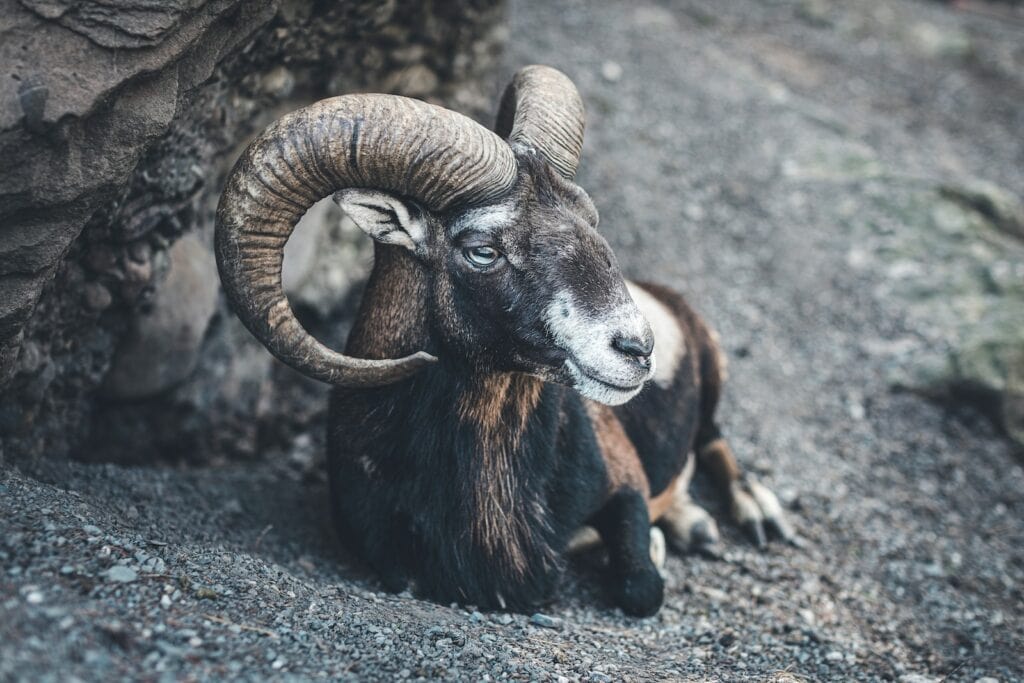 black and white ram on gray rock