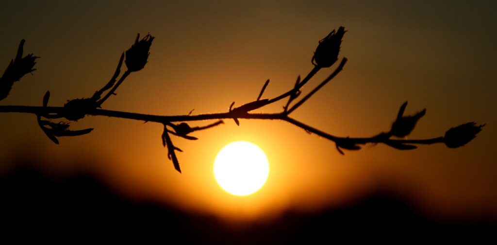 risen, nature, flora, the shadow, sun, sun and shadow