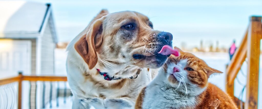 dog, cat, pet, animals, animal, nature, love, dog astrology, cat astrology, zodiac, personal wellness