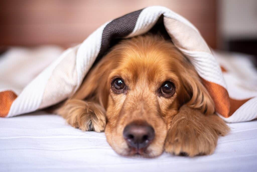 english cocker spaniel, dog, puppy, blanket, pet, pup, young dog, animal, domestic dog, purebred, furry, canine, nature, mammal, friend, cute, adorable, bed, bedroom, dog astrology, astrology, zodiac
