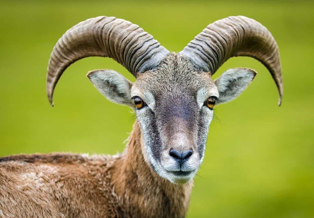 nature, animal, goat, wildlife, horned, capricorn, horns, goat, goat, goat, goat, goat