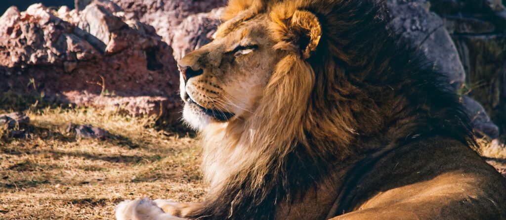 lion, animal, wild, mane, lazy, cat, feline, leo, wild animals, wildlife, nature, big, fur, head, pet, hunter, lion head, male, mammal, predator, roar, african, creature-1211424.jpg